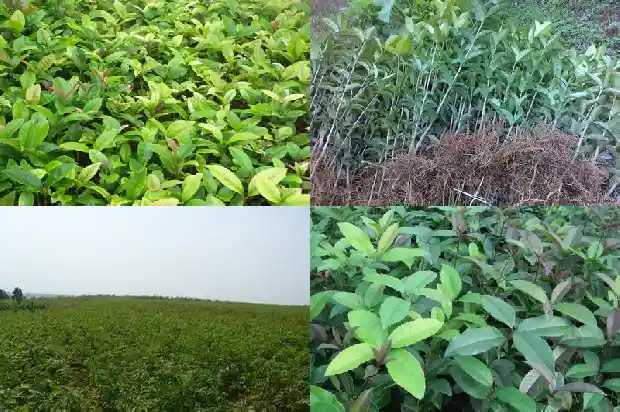 桂花苗多少钱一棵?1689640209355
