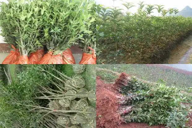 桂花属于哪类花卉1685754137365