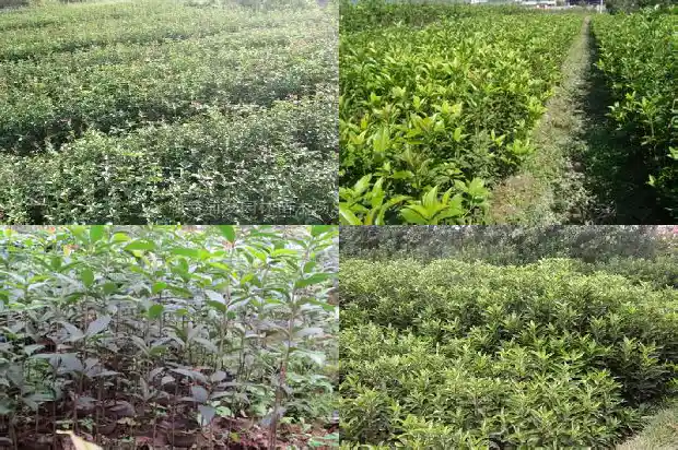 桂花有哪几类水果1685754148970