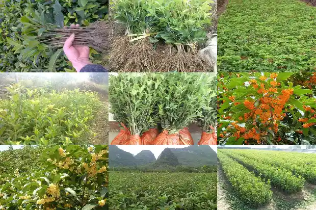 桂花有哪几类水果1685754149016