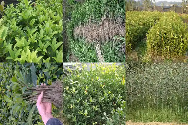 桂花树8月份能修剪吗1690504432331