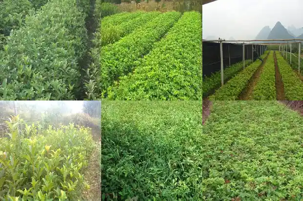 桂花的区分有哪些颜色1685754158602