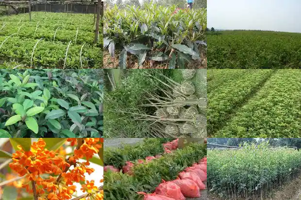 桂花怎样栽种容易活长1688862080276