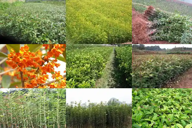 桂花属于什么类别的植物1685754206671