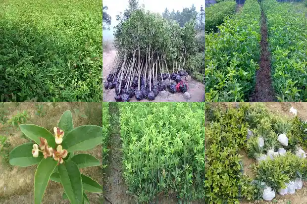 桂花属于什么类别的植物1685754206718