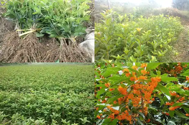 桂花属于什么类别的植物1685754206765
