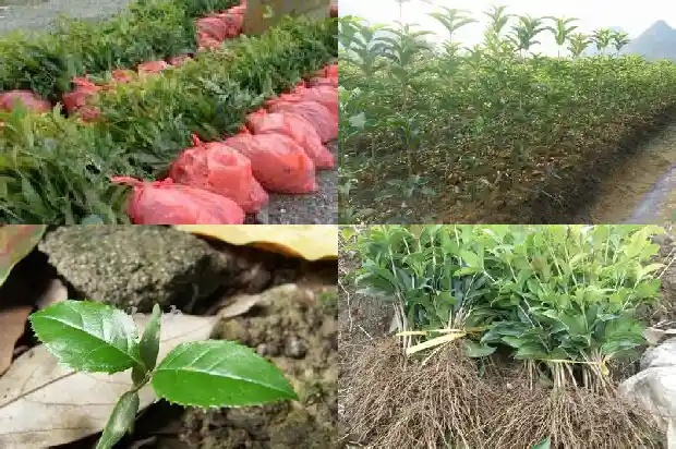 桂花属于什么类别的植物1685754206812