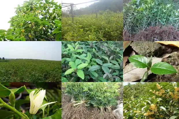 桂花是植物类型吗为什么1685754218135