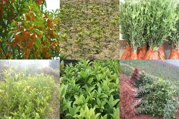 桂花是植物类型吗为什么1685754218182