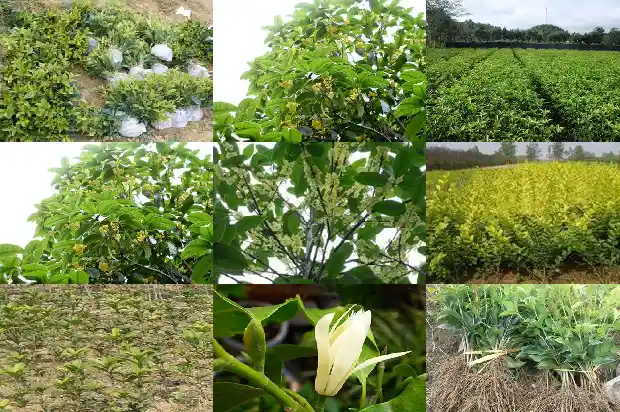 桂花是植物类型吗为什么1685754218229