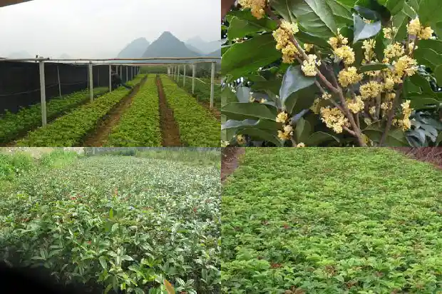 桂花是植物类型的花吗对吗1685754225747