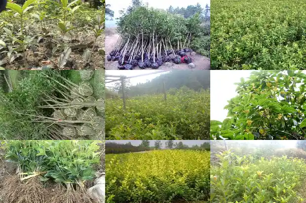 桂花是植物类型的花吗对吗1685754225794