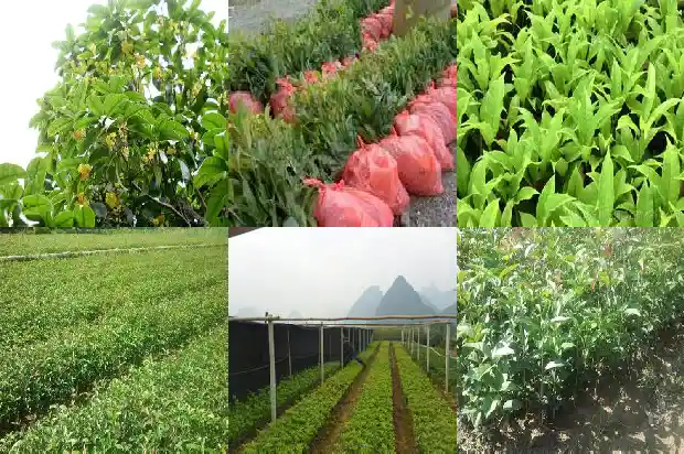 桂花属于什么科植物什么属1685754244824