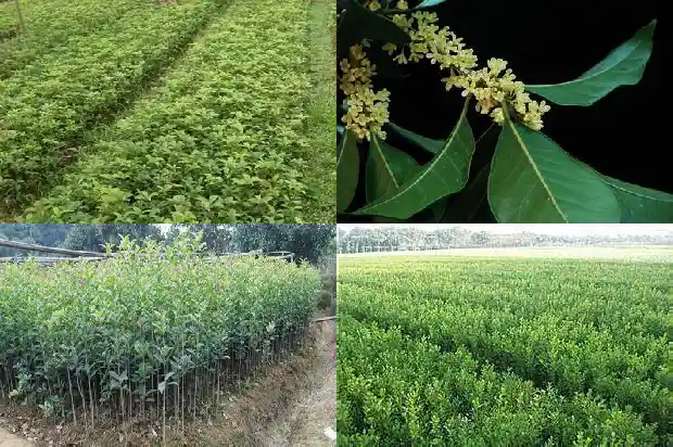 桂花属于什么科植物什么属1685754244871
