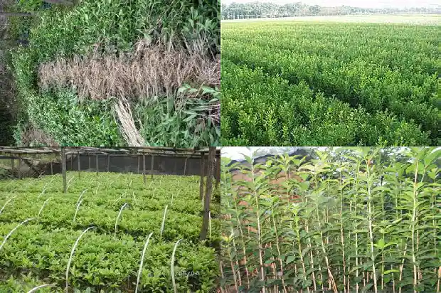 桂花属于什么科植物什么属1685754244918