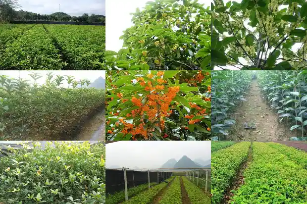桂花属不属于植物类别1685754256569