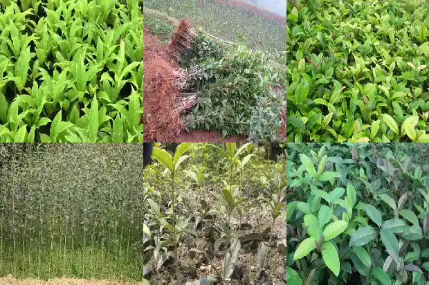 桂花属不属于植物类别1685754256663