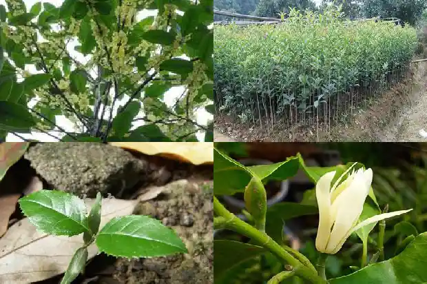 桂花属不属于植物类别1685754256710