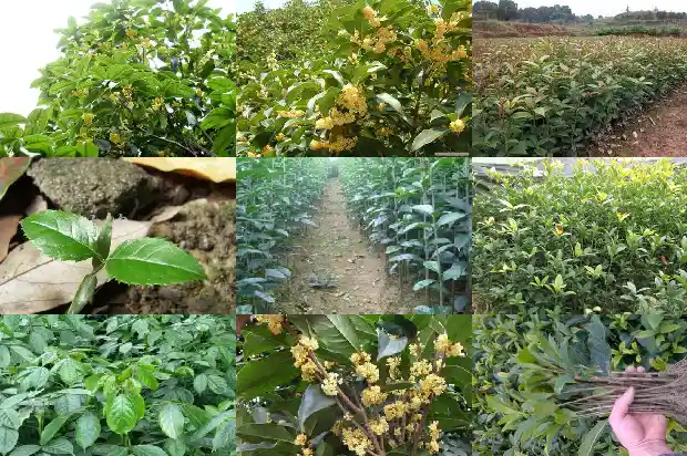 桂花属于草本植物吗1685837465025