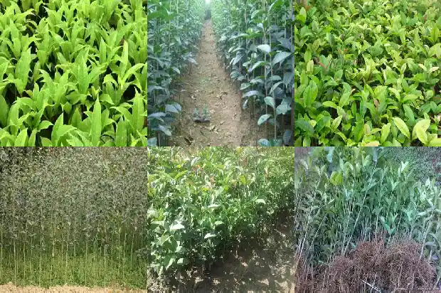 成都桂花树价格多少钱一棵啊1690158787615