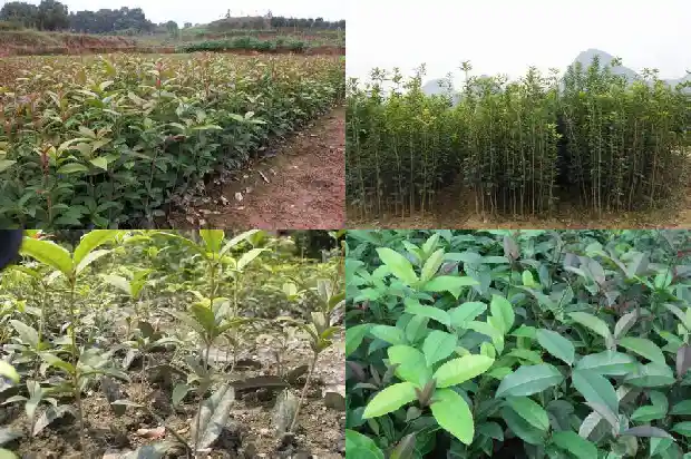 桂花属于哪种植物的种子1685837508616