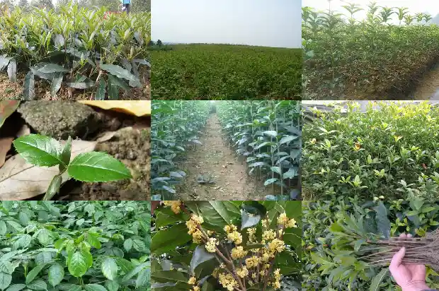 桂花属于哪种植物的种子1685837508664