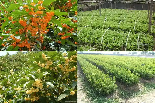 桂花有什么功效与作用?1689381421337