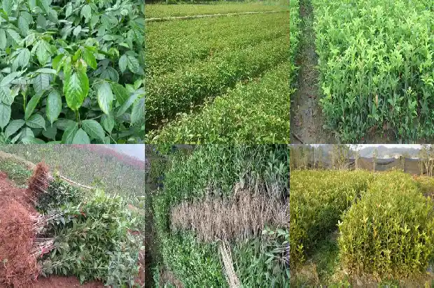桂花属于哪种植物的种子1685837508759