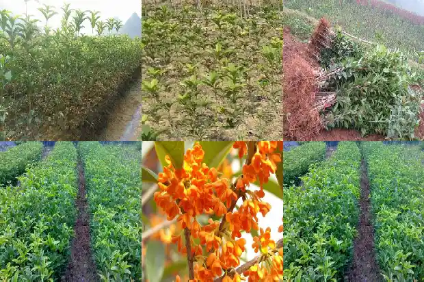 桂花的植物特征是什么1685837537916