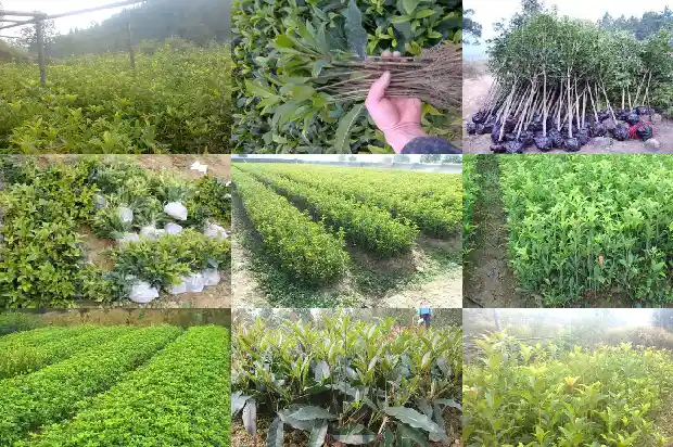 桂花的植物特征是什么1685837537963