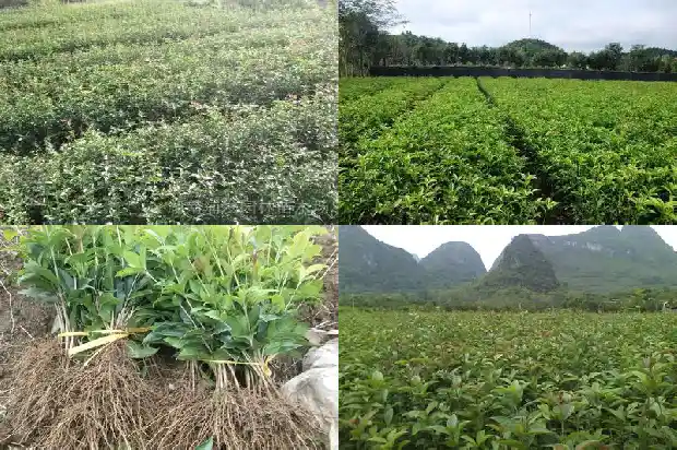 桂花的植物特征是什么1685837538011