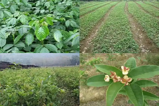 桂花的植物特征是什么1685837538059