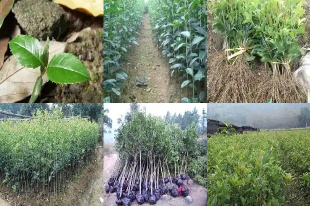 桂花是常绿1685837620660
