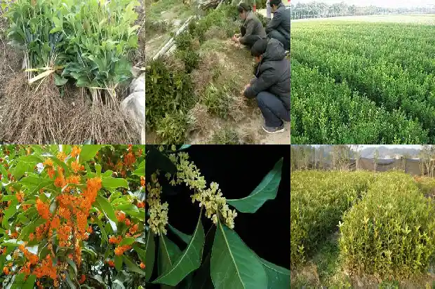 桂花是常绿1685837620708