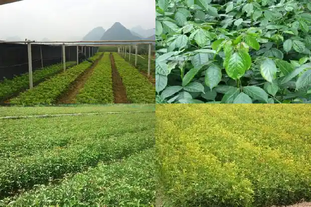 桂花是常绿1685837620756