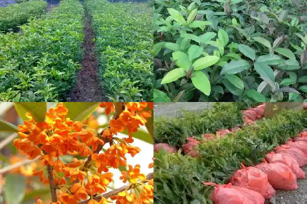 桂花是常绿1685837620804
