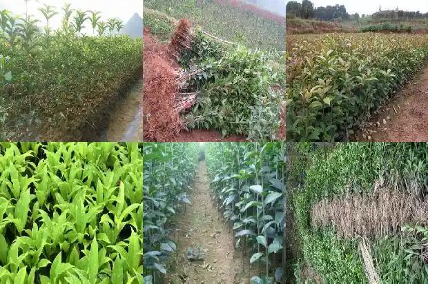 一棵金桂花树价格1689640027169