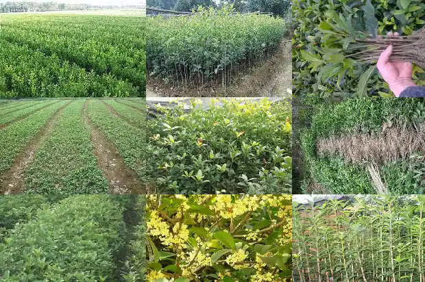 桂花是裸子植物还是被子植物1685837695282