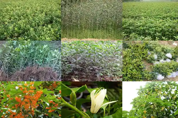 桂花是裸子植物还是被子植物1685837695330