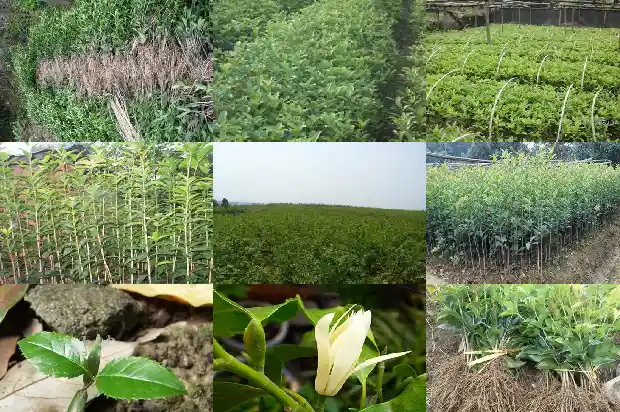 桂花分为哪三种类型1685837735155