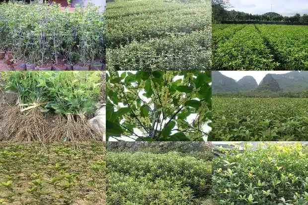 桂花分为哪三种类型1685837735250