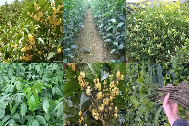 桂花分为哪三种类型1685837735298