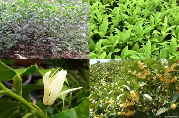 桂花分哪些种类的1685837777485