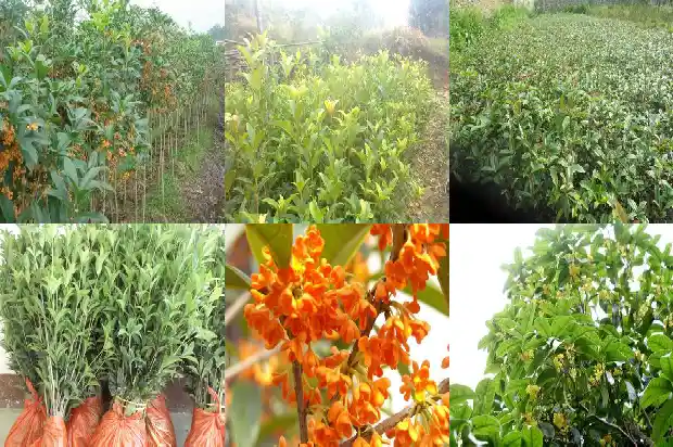 桂花分哪些种类的1685837777532