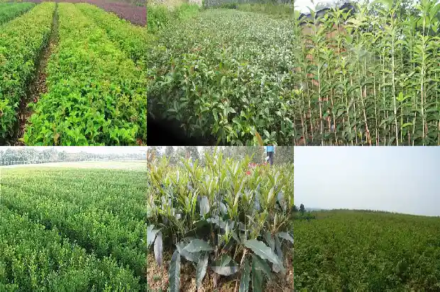 桂花分哪些种类的1685837777580