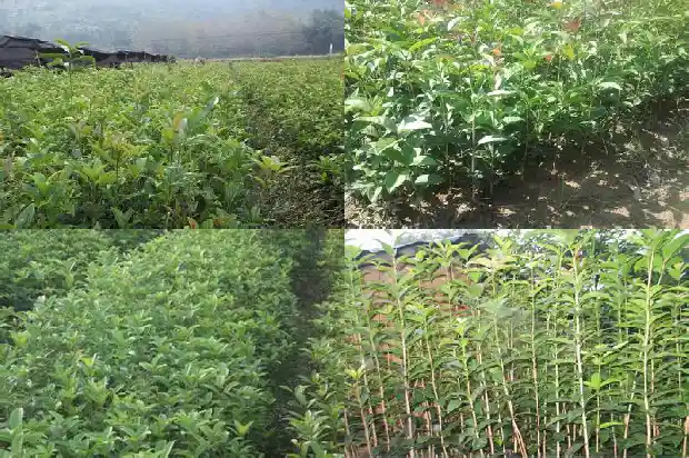 桂花属于哪一类花卉1685837847702