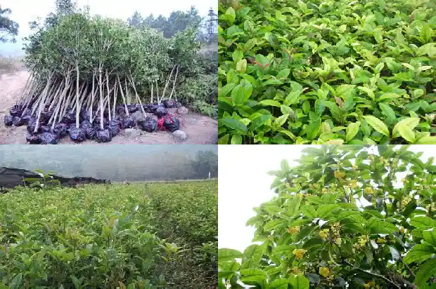桂花属于哪一类花卉1685837847750