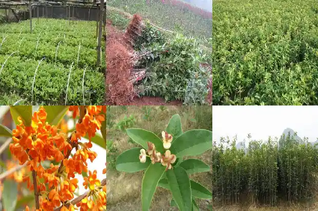 桂花的主要种类有哪些1685837875612