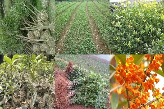 桂花分为哪几种类别1685837898694