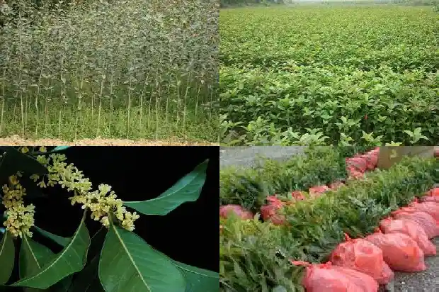 桂花分为哪四种品种1685837927538